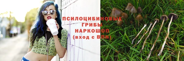 гашик Алексин